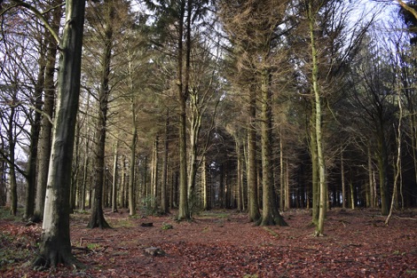 Whitesprings Plantation